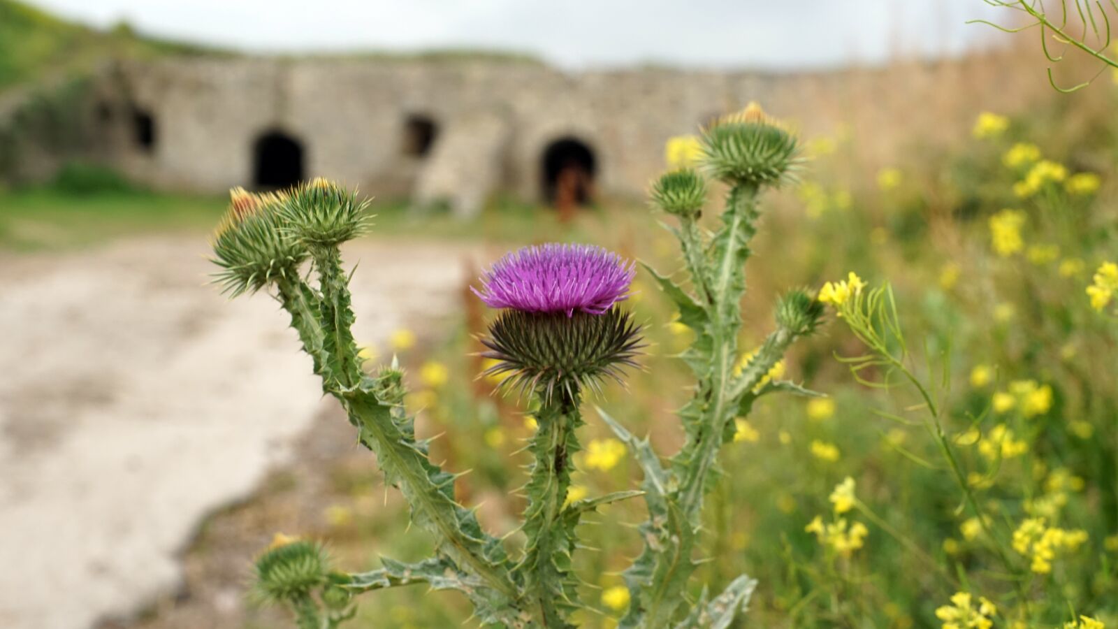 Sony a7 + Minolta AF 50mm F1.7 sample photo. Thistle, flower, the castle photography