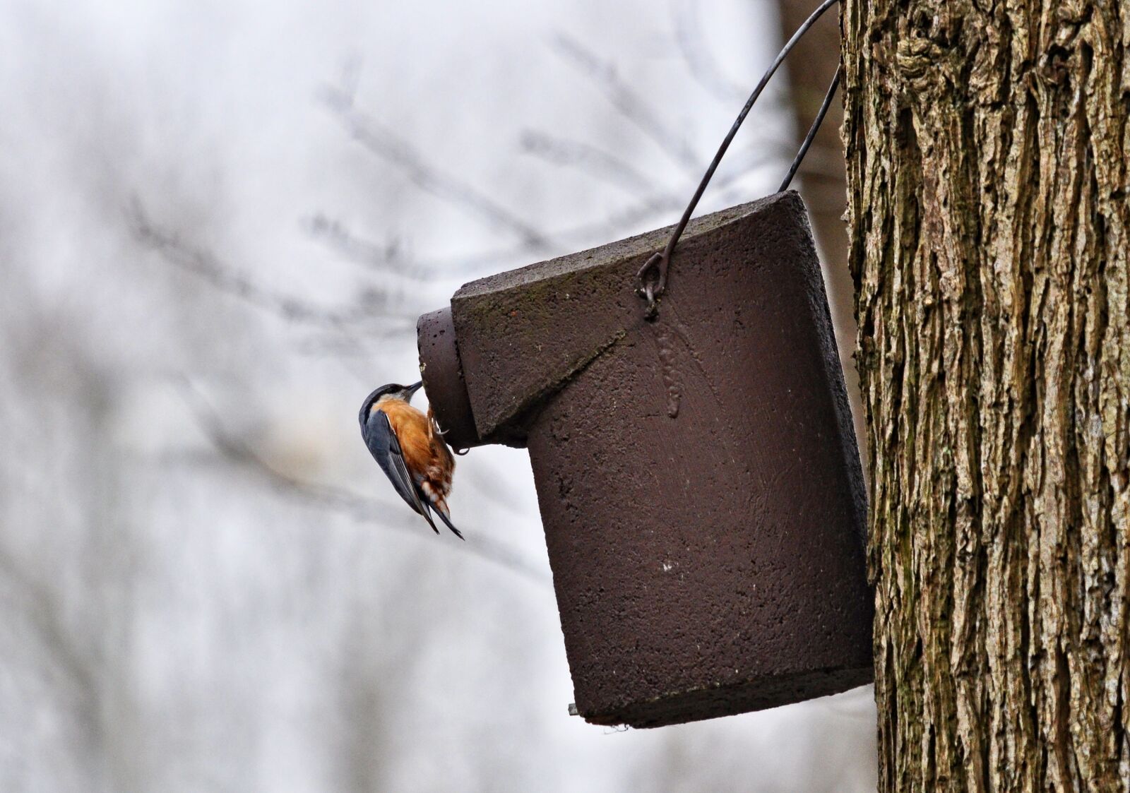 Nikon D90 sample photo. Robin, bird, animal photography
