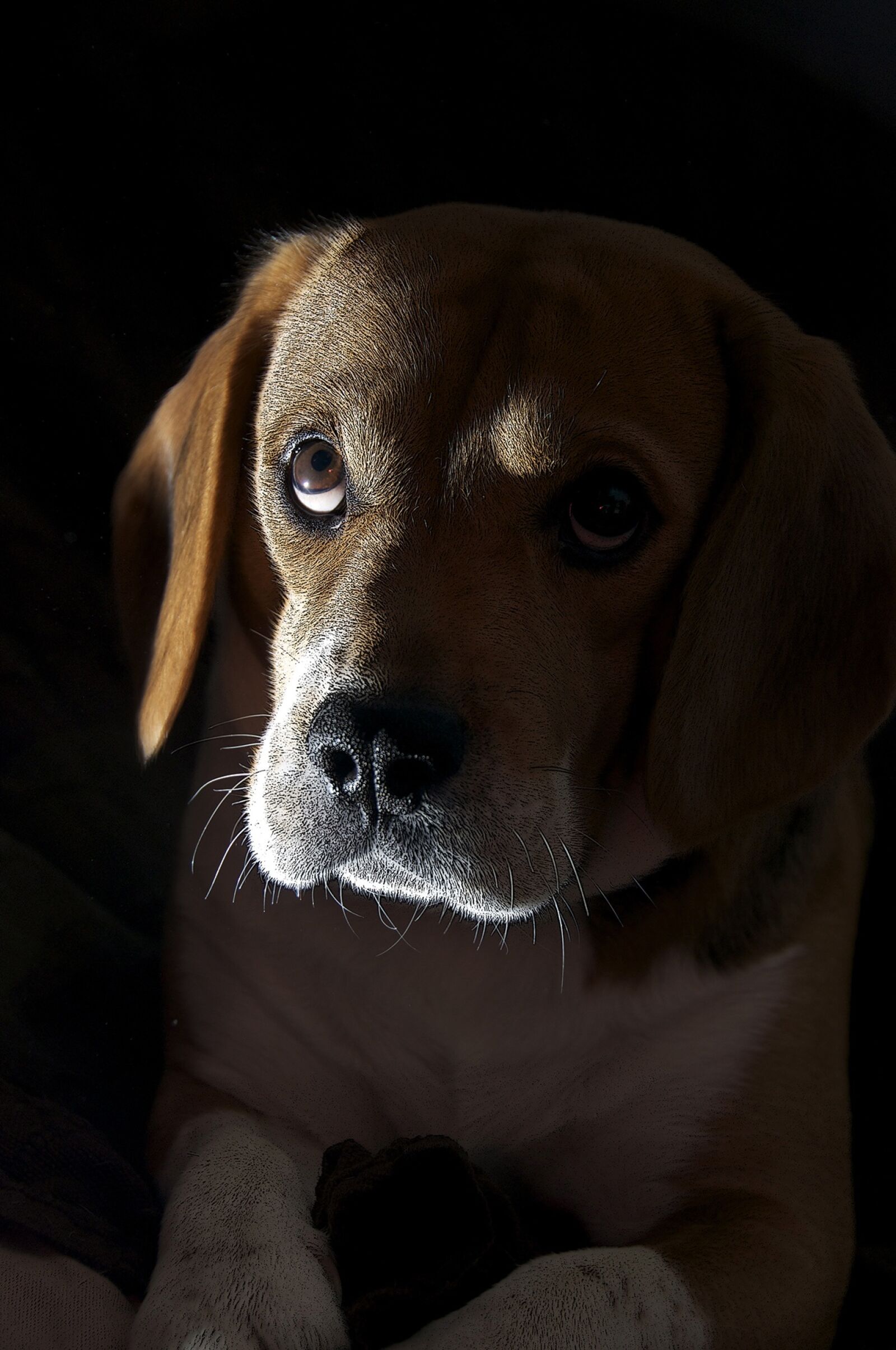Nikon D90 sample photo. Dog, animal, portrait photography
