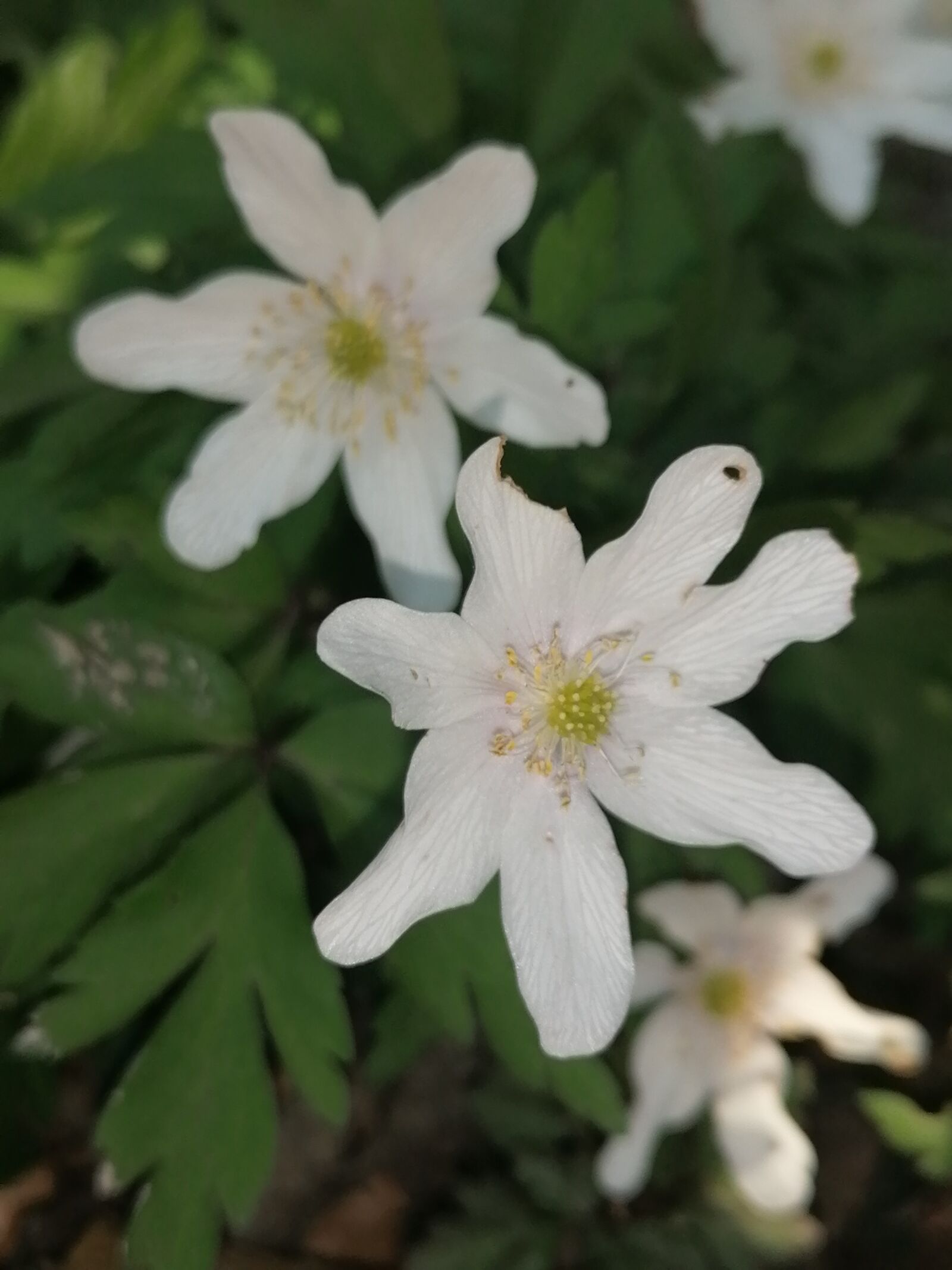 HUAWEI P30 LITE sample photo. Wild flower, flower photography