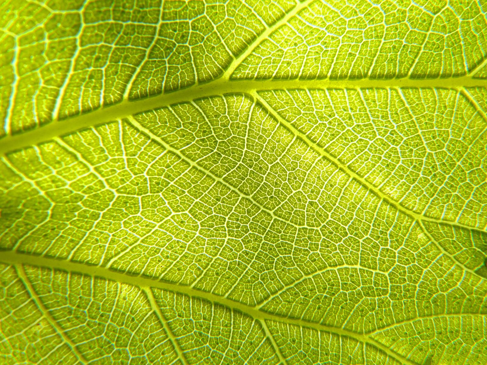Panasonic DMC-FZ62 sample photo. Leaf, plant, photosynthesis photography