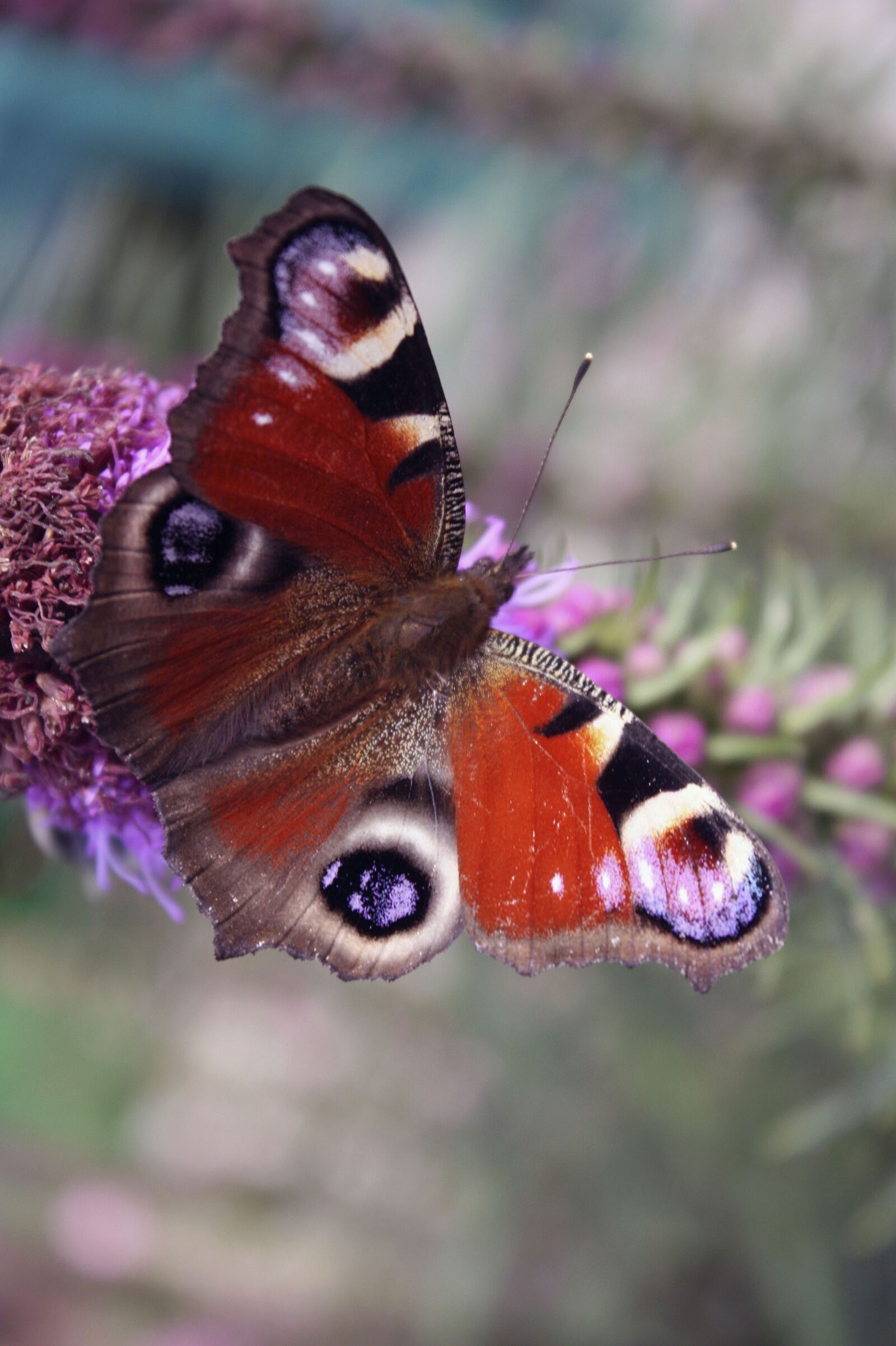 Canon EOS 450D (EOS Rebel XSi / EOS Kiss X2) sample photo. Butterfly, insect, wing photography