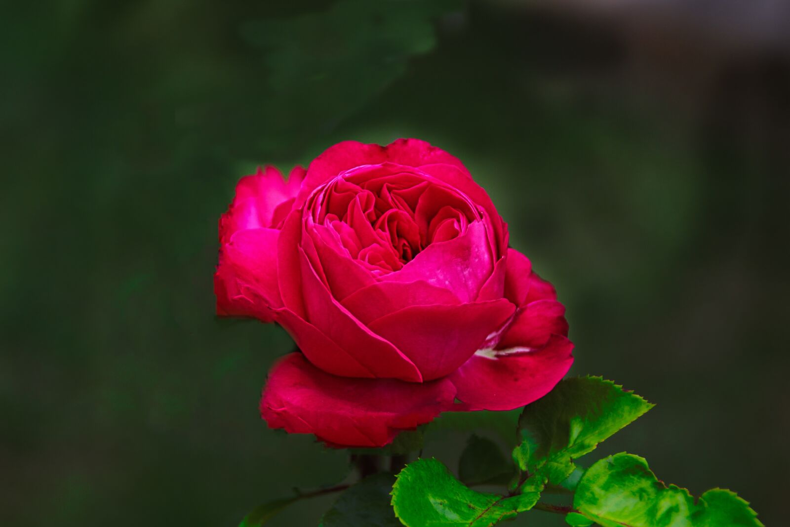 Canon EOS 100D (EOS Rebel SL1 / EOS Kiss X7) sample photo. Blume, rose, rot photography