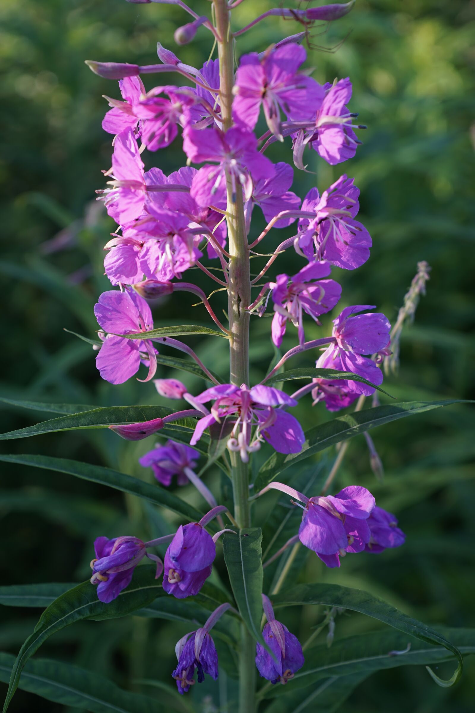 Sony DT 16-50mm F2.8 SSM sample photo. Flower, nature, plant photography