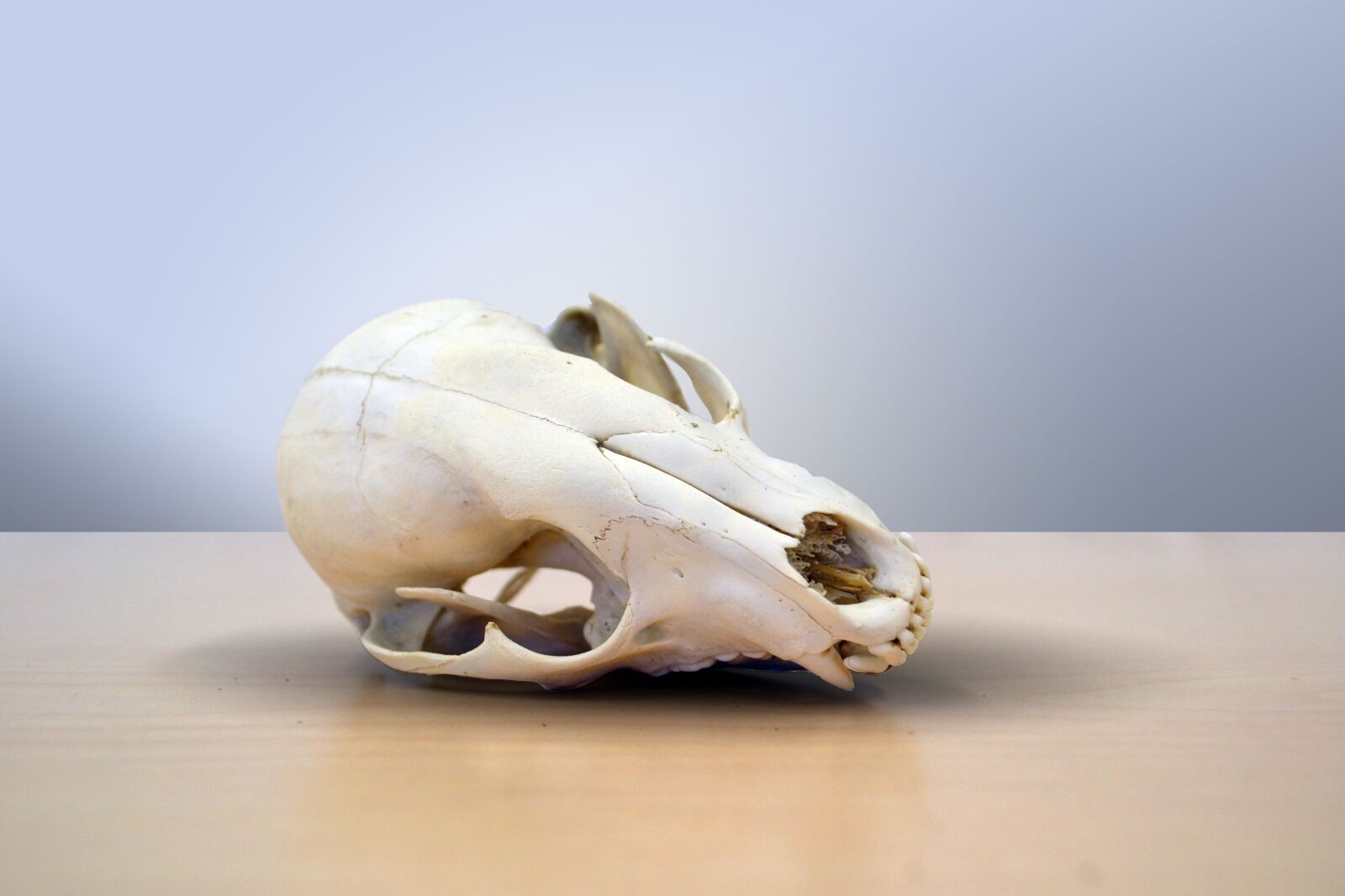 Nikon D3100 sample photo. Skull, death, raccoon photography