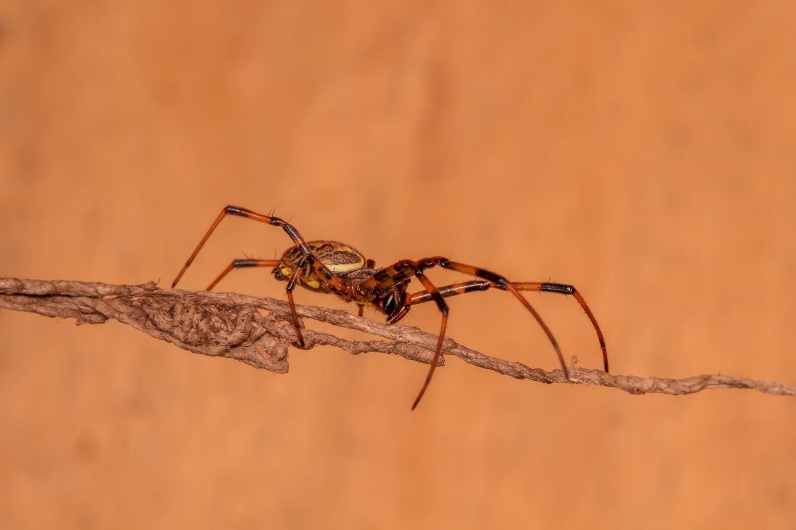Canon EF 100mm F2.8L Macro IS USM sample photo. Spider, insect, macro photography