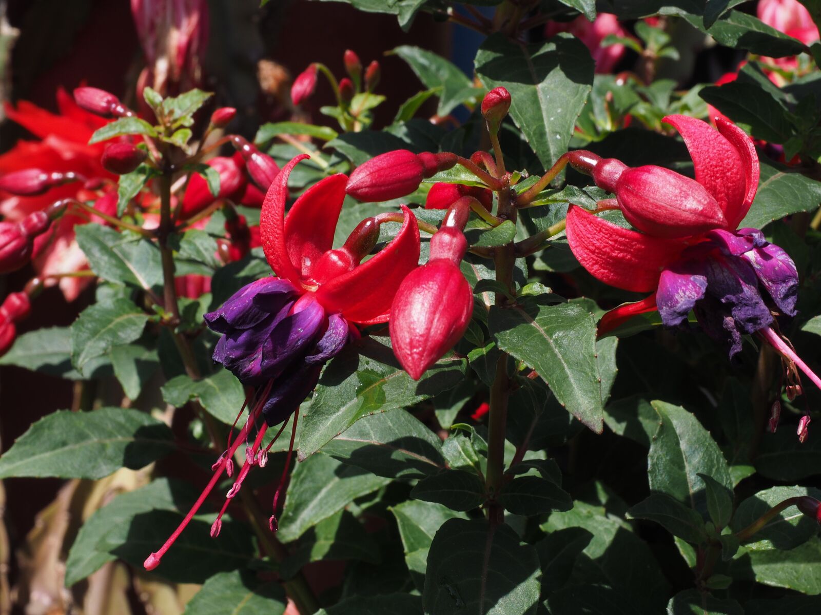 Olympus OM-D E-M1 + Olympus M.Zuiko Digital ED 12-40mm F2.8 Pro sample photo. Fuchsia, flowers, flower photography