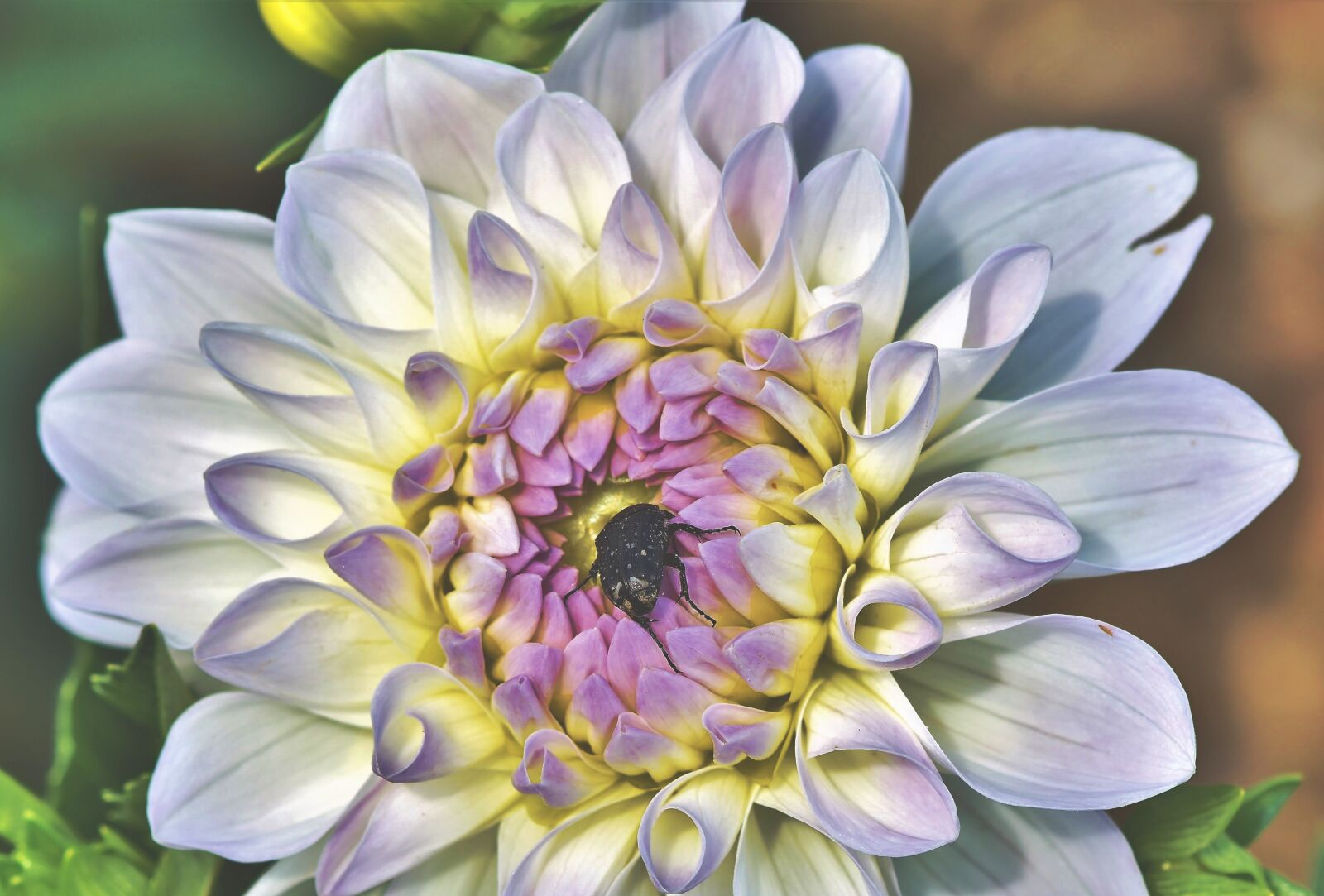 Nikon D7200 sample photo. Dahlia, dahlia flower, beetle photography
