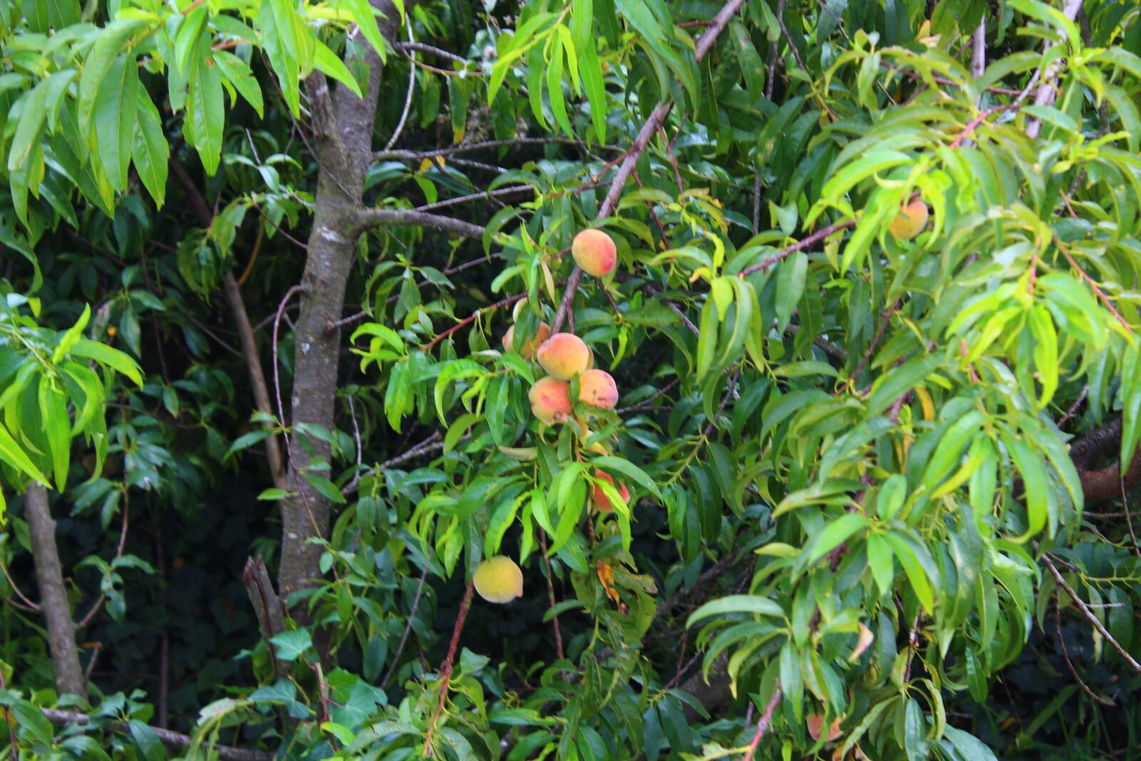 Canon EOS 1300D (EOS Rebel T6 / EOS Kiss X80) sample photo. Peaches, fruit, tree photography
