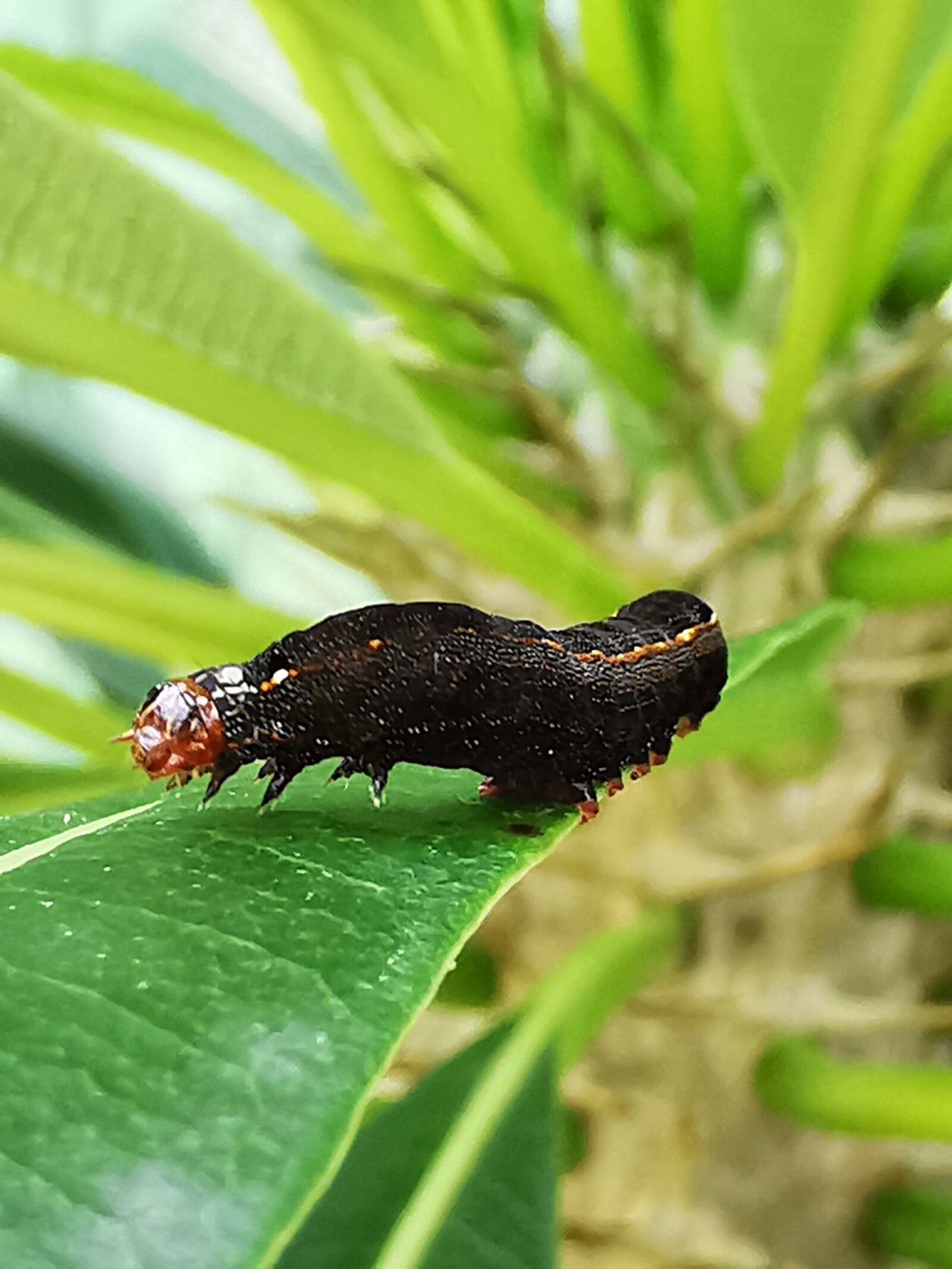 HUAWEI P30 Pro sample photo. Worm, animal, vegetation photography