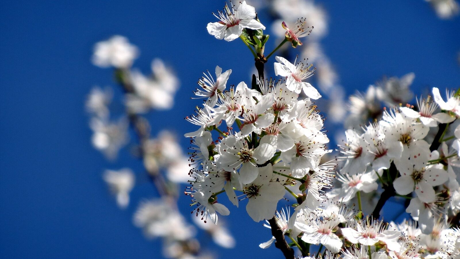 Sony Cyber-shot DSC-HX20V sample photo. Nature, flower, flora photography