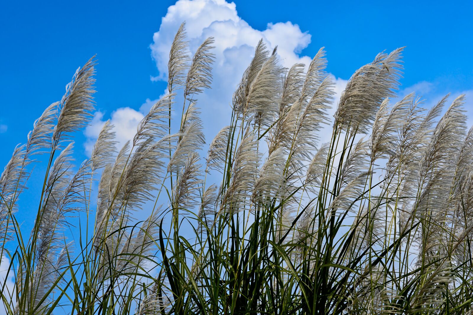 Nikon D500 sample photo. Giant reed, seeds, silvergrass photography