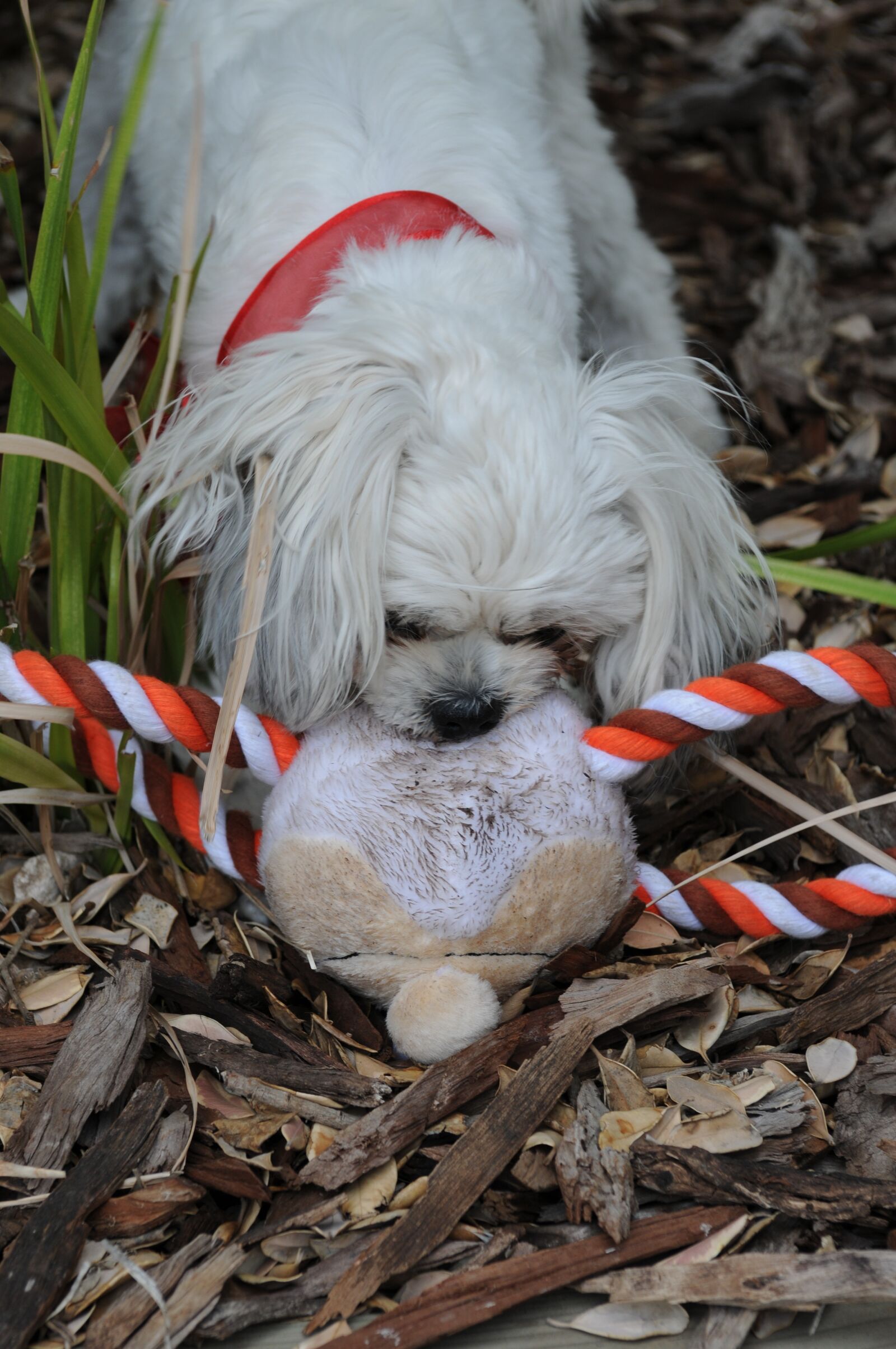 Nikon D300 sample photo. Christmas stocking, dog, christmas photography
