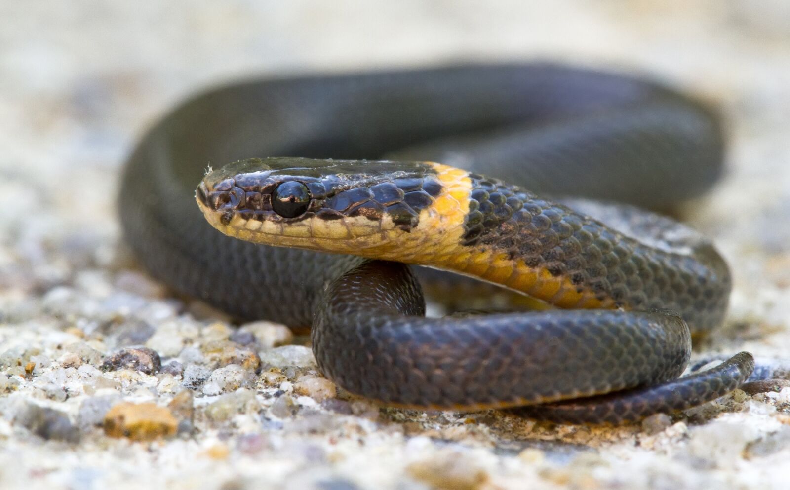 Canon EOS 7D + Canon EF 100mm F2.8 Macro USM sample photo. Ring-necked snake, coiled, reptile photography