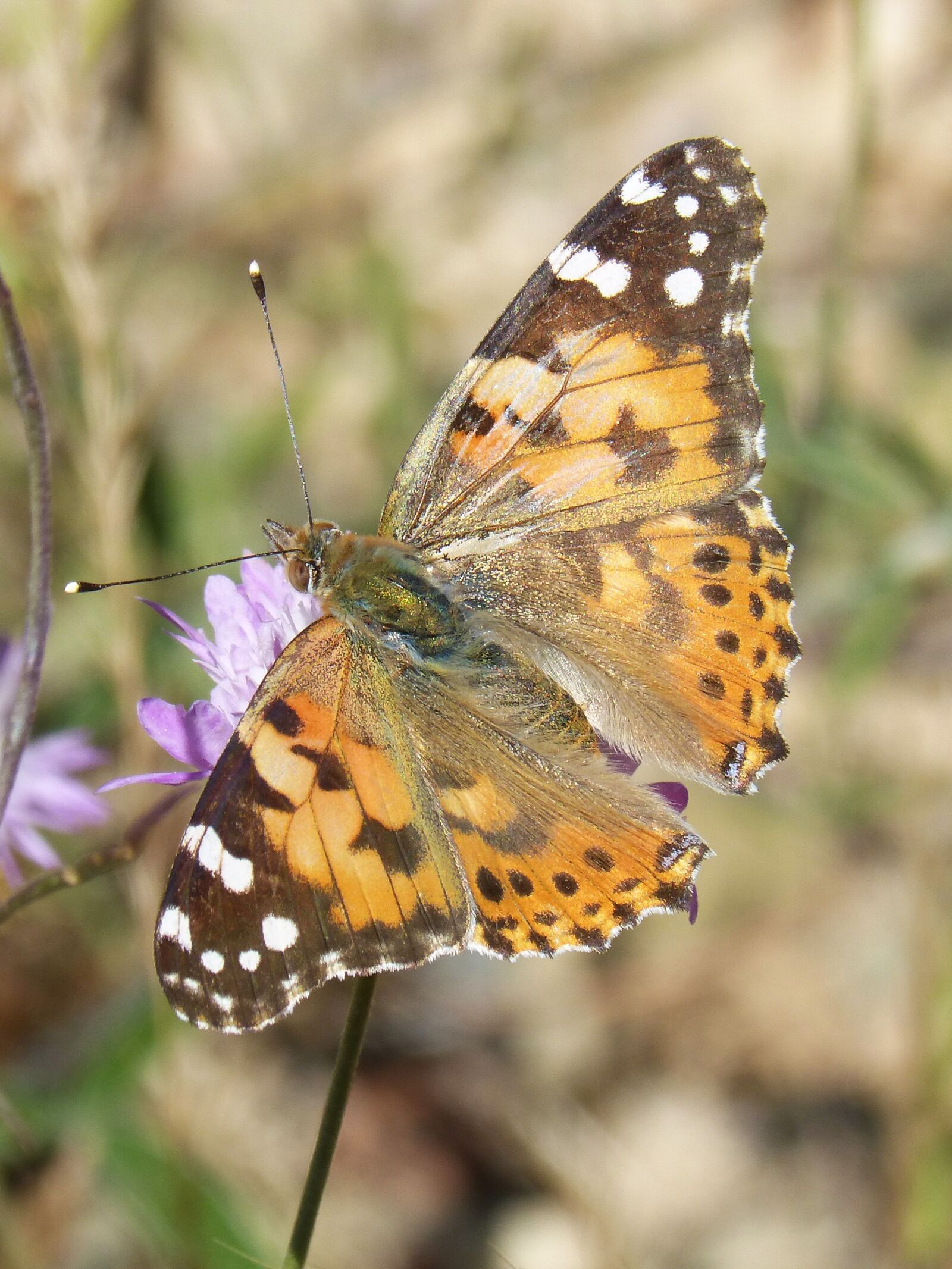 Panasonic DMC-FZ62 sample photo. Butterfly, flower, libar photography