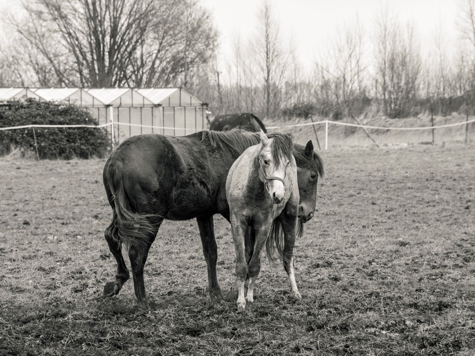 Nikon D500 sample photo. Foal, horse, pre photography