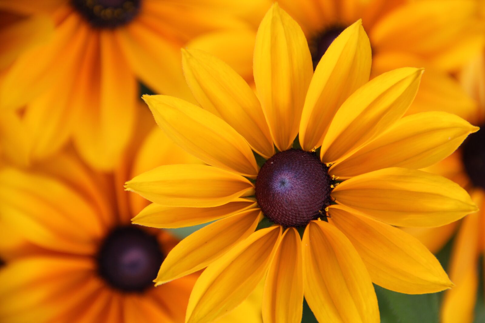 Canon EOS 550D (EOS Rebel T2i / EOS Kiss X4) sample photo. Yellow coneflower, rudbeckia fulgida photography