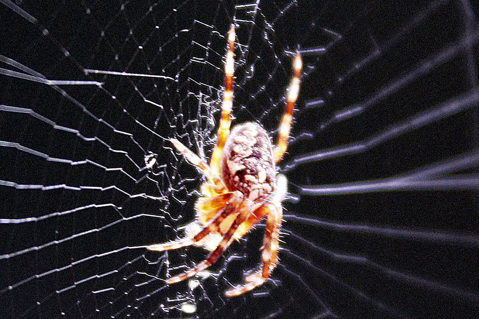 Canon EOS 1200D (EOS Rebel T5 / EOS Kiss X70 / EOS Hi) sample photo. Arachnid, cobweb, spider, spinning photography