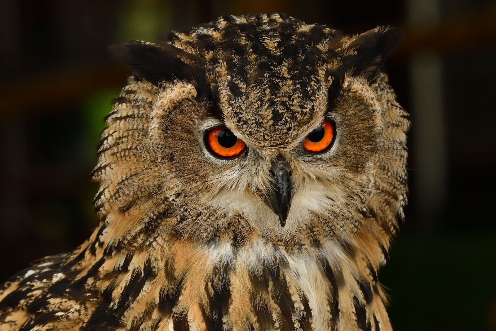 Nikon D500 sample photo. Owl, bird, bird of photography