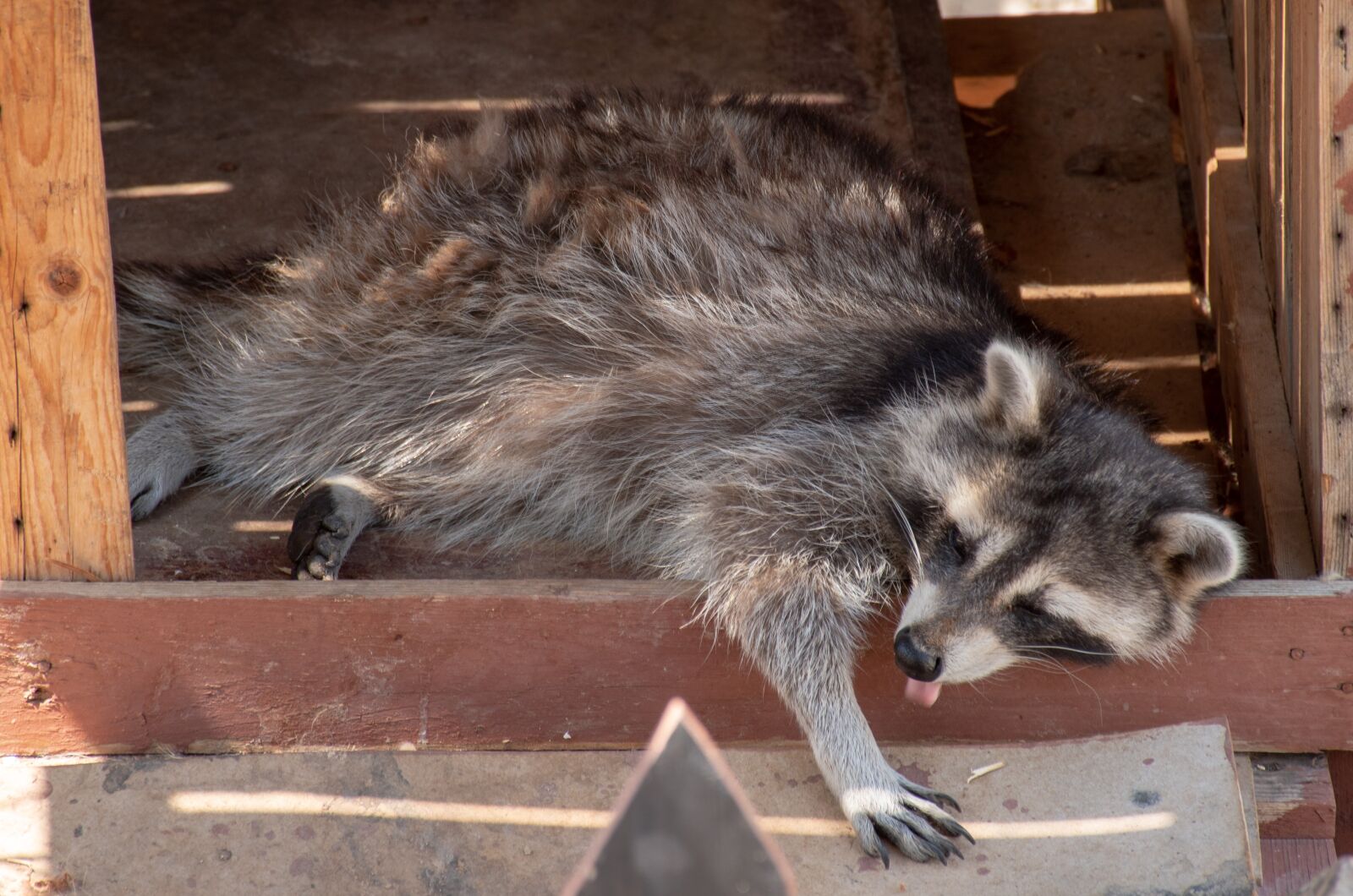 Nikon D5500 sample photo. Animal, funny, raccoon photography