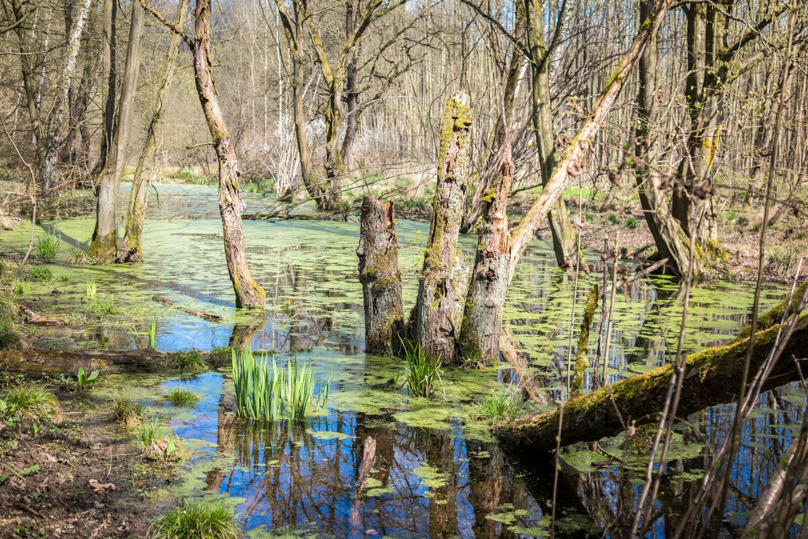 Samsung NX 30mm F2 Pancake sample photo. Swamp, marsh, wetland photography