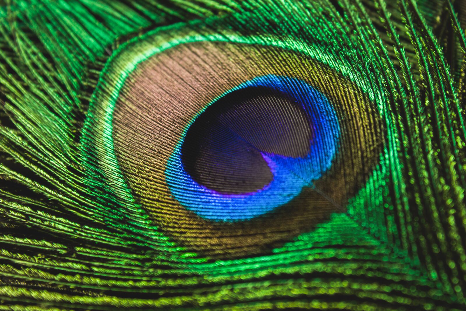 Canon EOS 1300D (EOS Rebel T6 / EOS Kiss X80) sample photo. Peacock feather, peacock, colorful photography