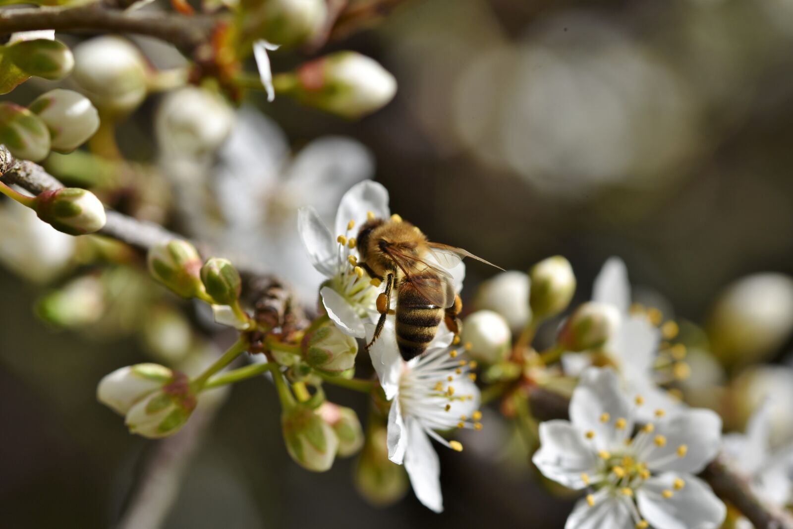Nikon D7200 sample photo. Bee, honey bee, insect photography