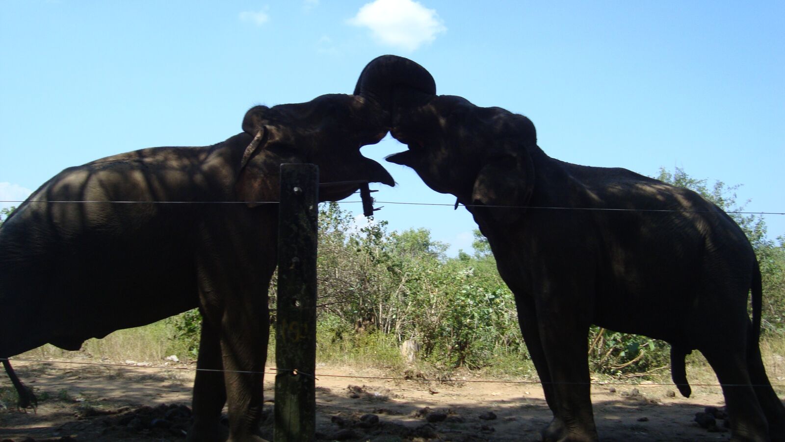 Sony Cyber-shot DSC-W130 sample photo. Elephant, affection, love photography