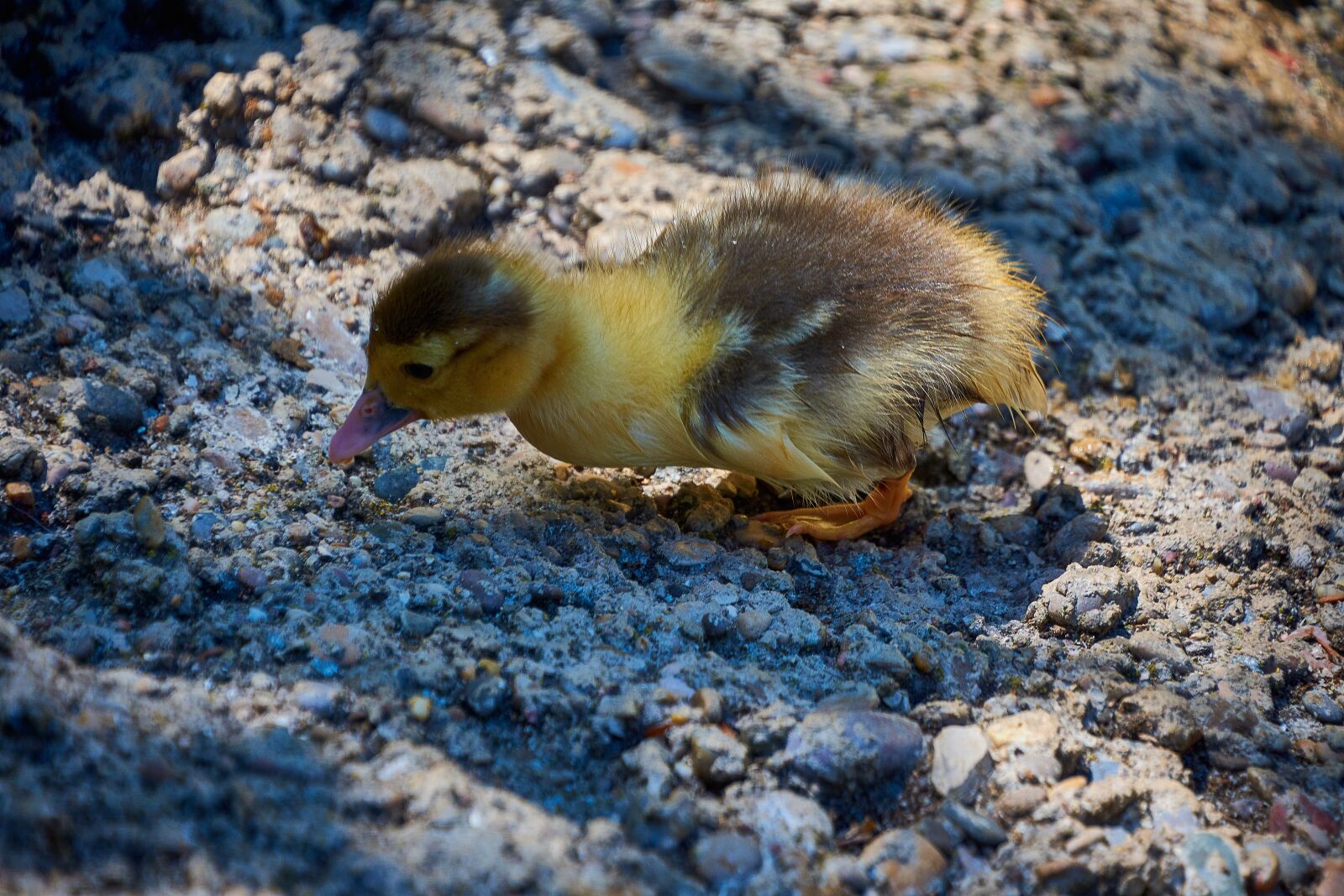 Nikon D7200 sample photo. Duck, small, cute photography