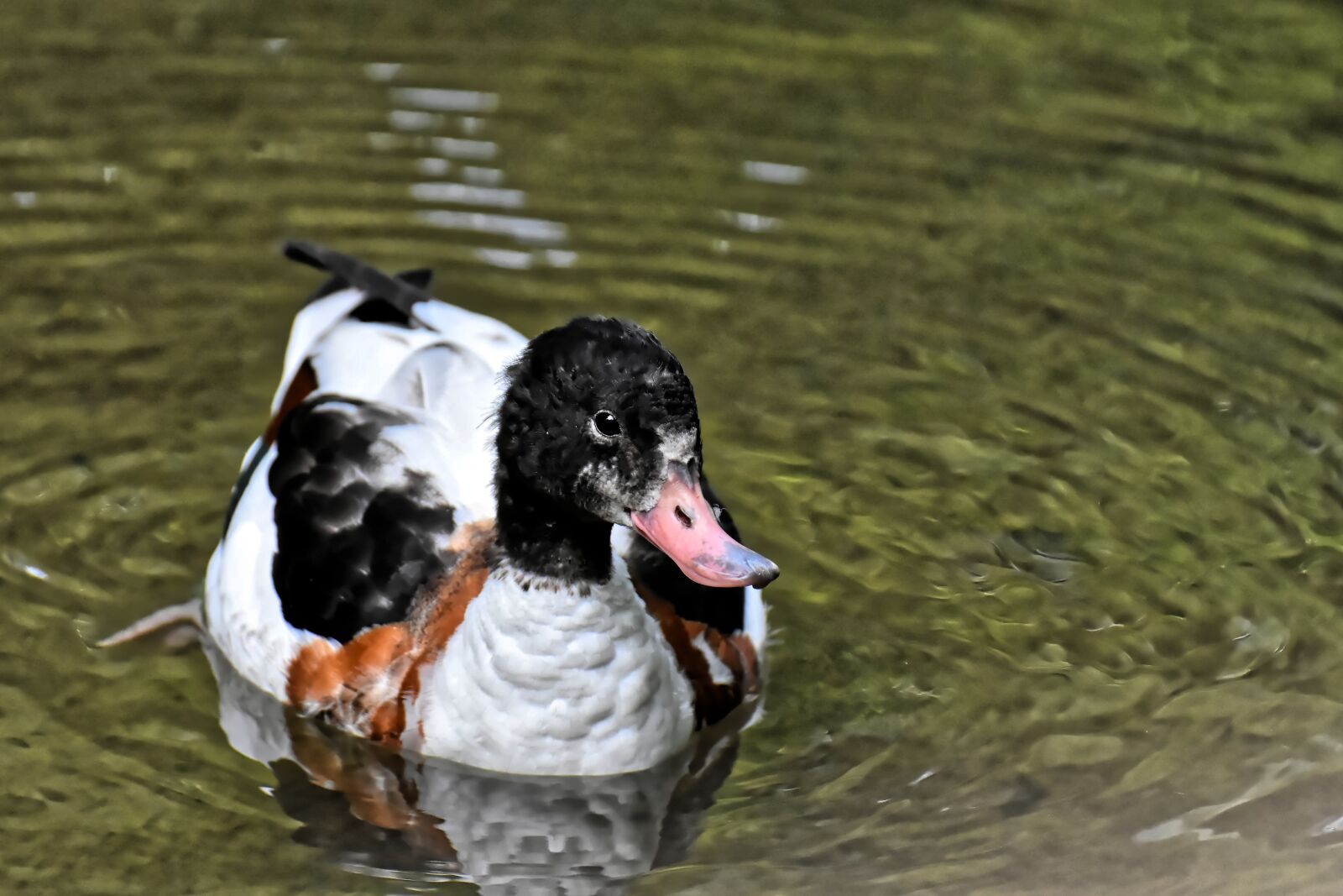 Nikon D7200 sample photo. Duck, water bird, schwimmvogel photography