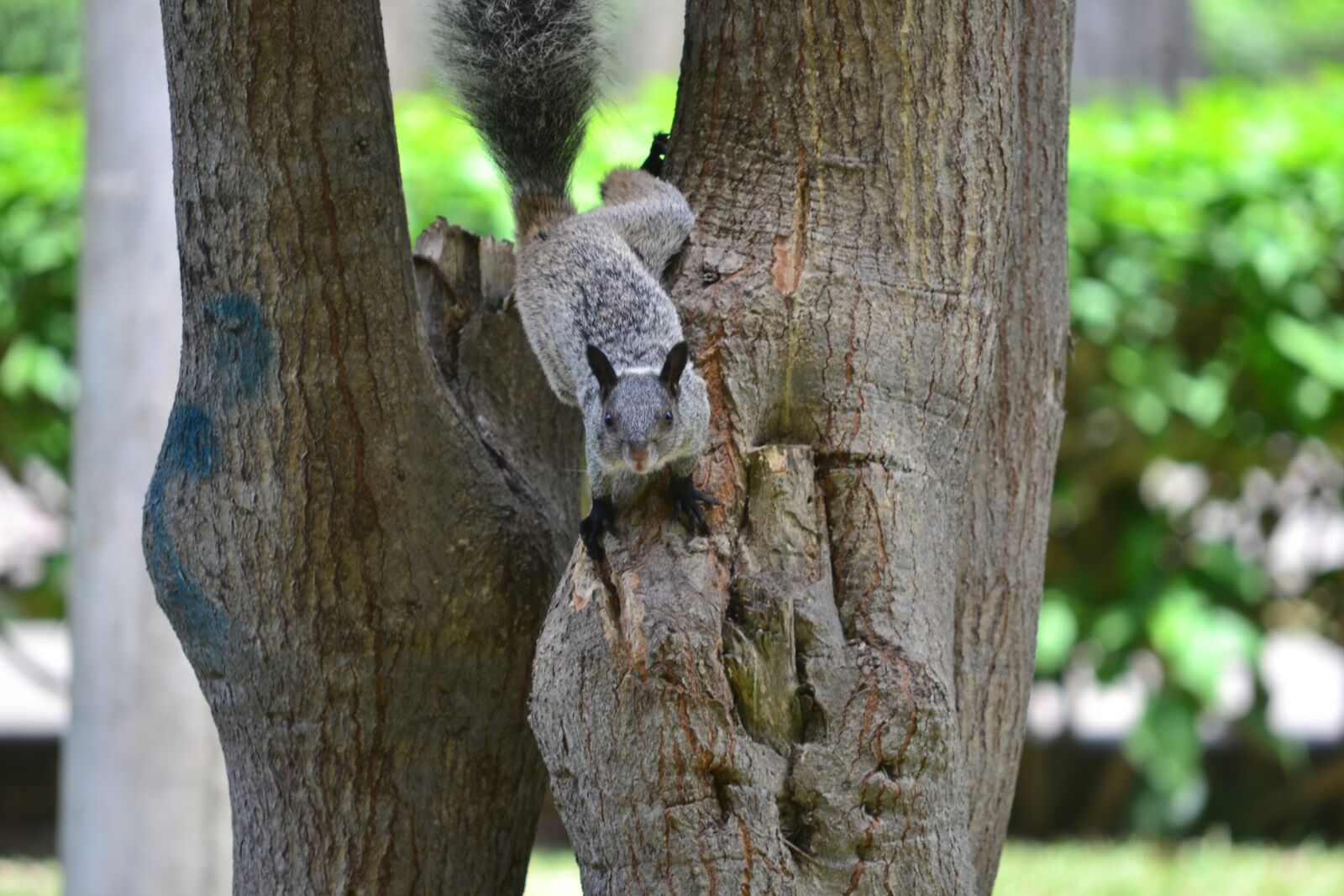Nikon D3100 sample photo. Tree, wood, nature photography