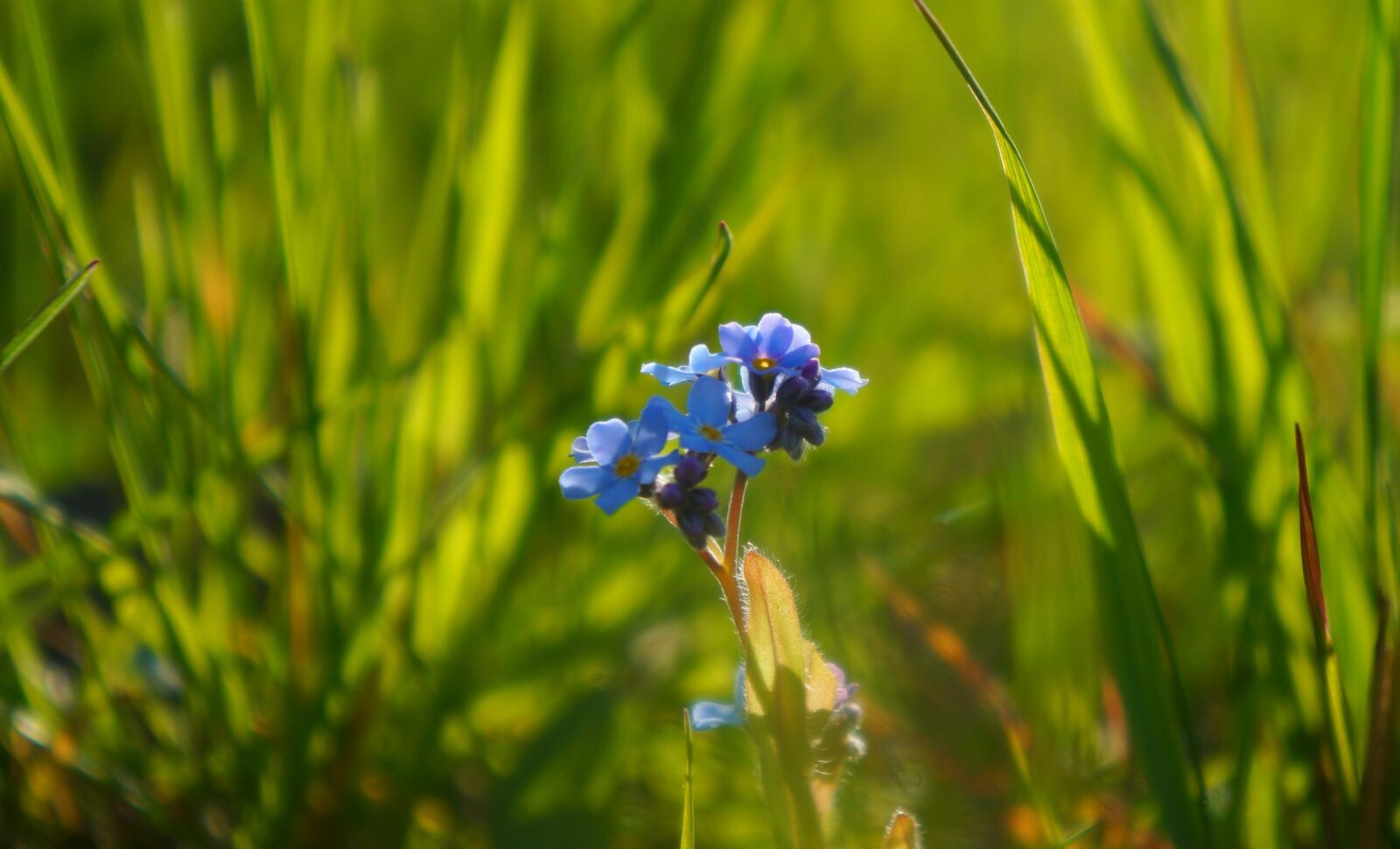 Sony Alpha a3000 + Sony E 18-55mm F3.5-5.6 OSS sample photo. Nature, plants, meadow photography