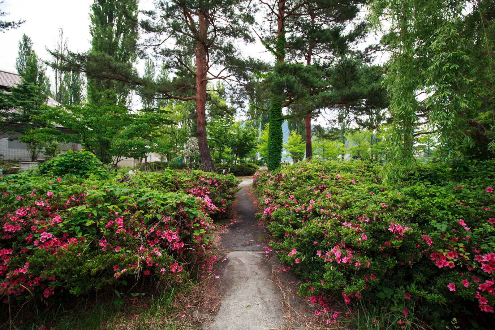 Canon EOS 60D sample photo. Bush, flower, green, path photography