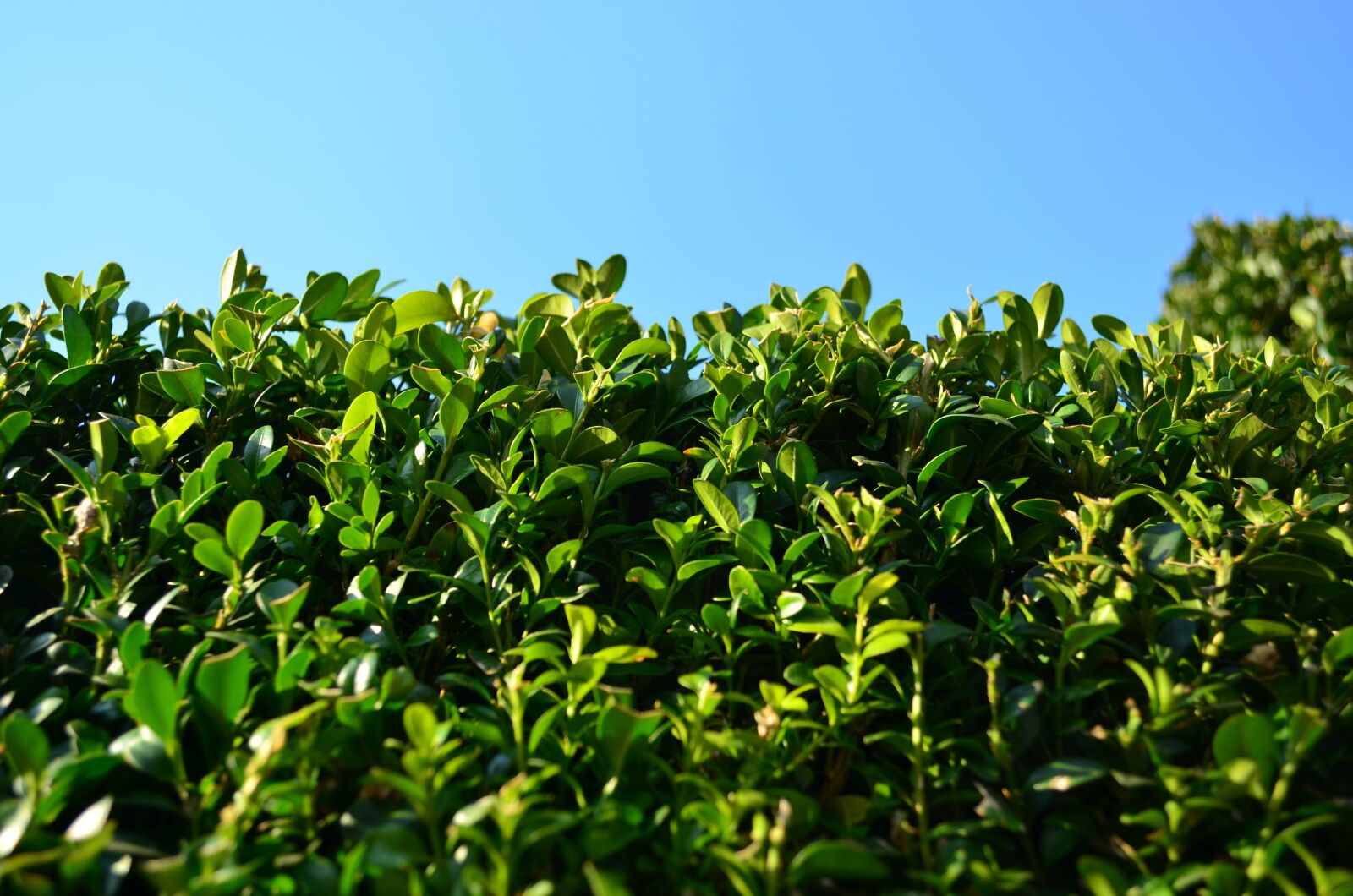 Nikon D5100 sample photo. Boxwood, foliage, evergreen photography
