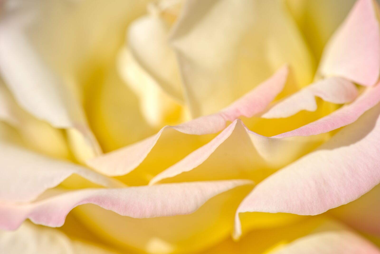 Nikon D750 sample photo. Rose, blossom, bloom photography