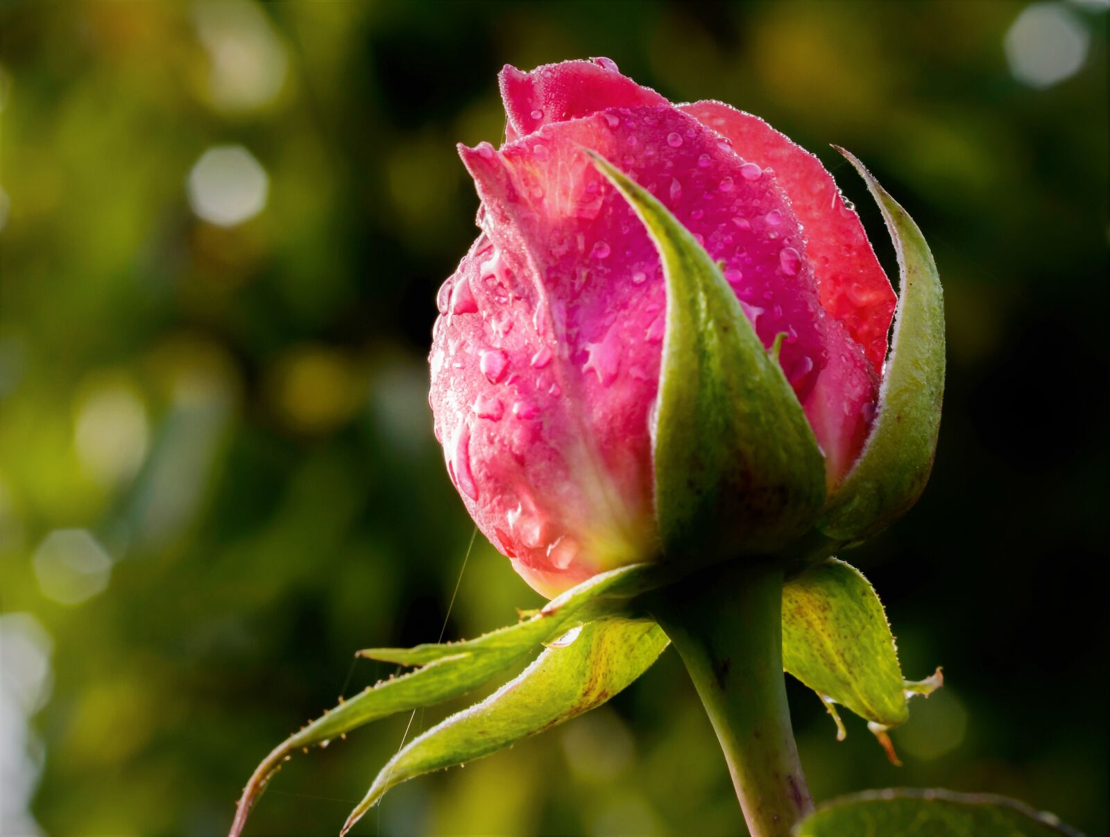 Nikon D3200 + Tamron SP AF 60mm F2 Di II LD IF Macro sample photo. Red rose, rose rose photography