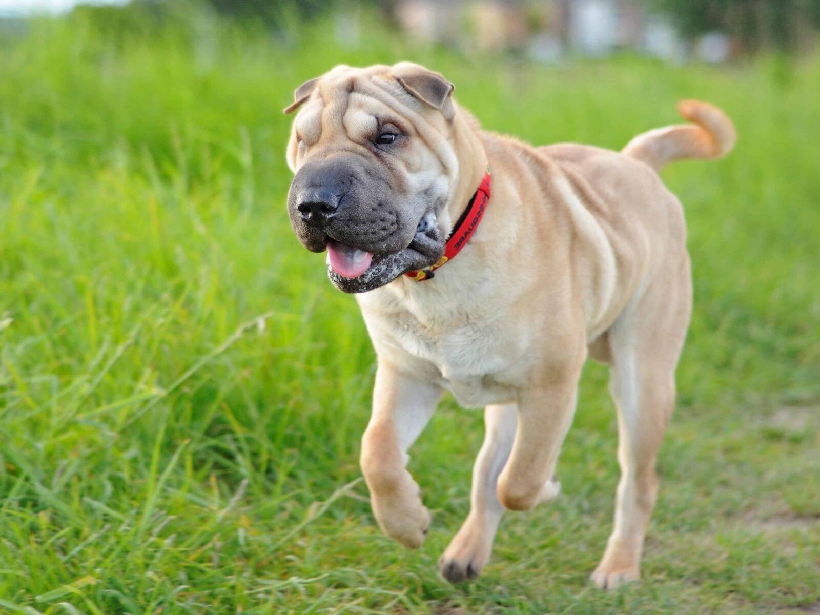 Nikon D300 sample photo. Canine, green grass, pet photography