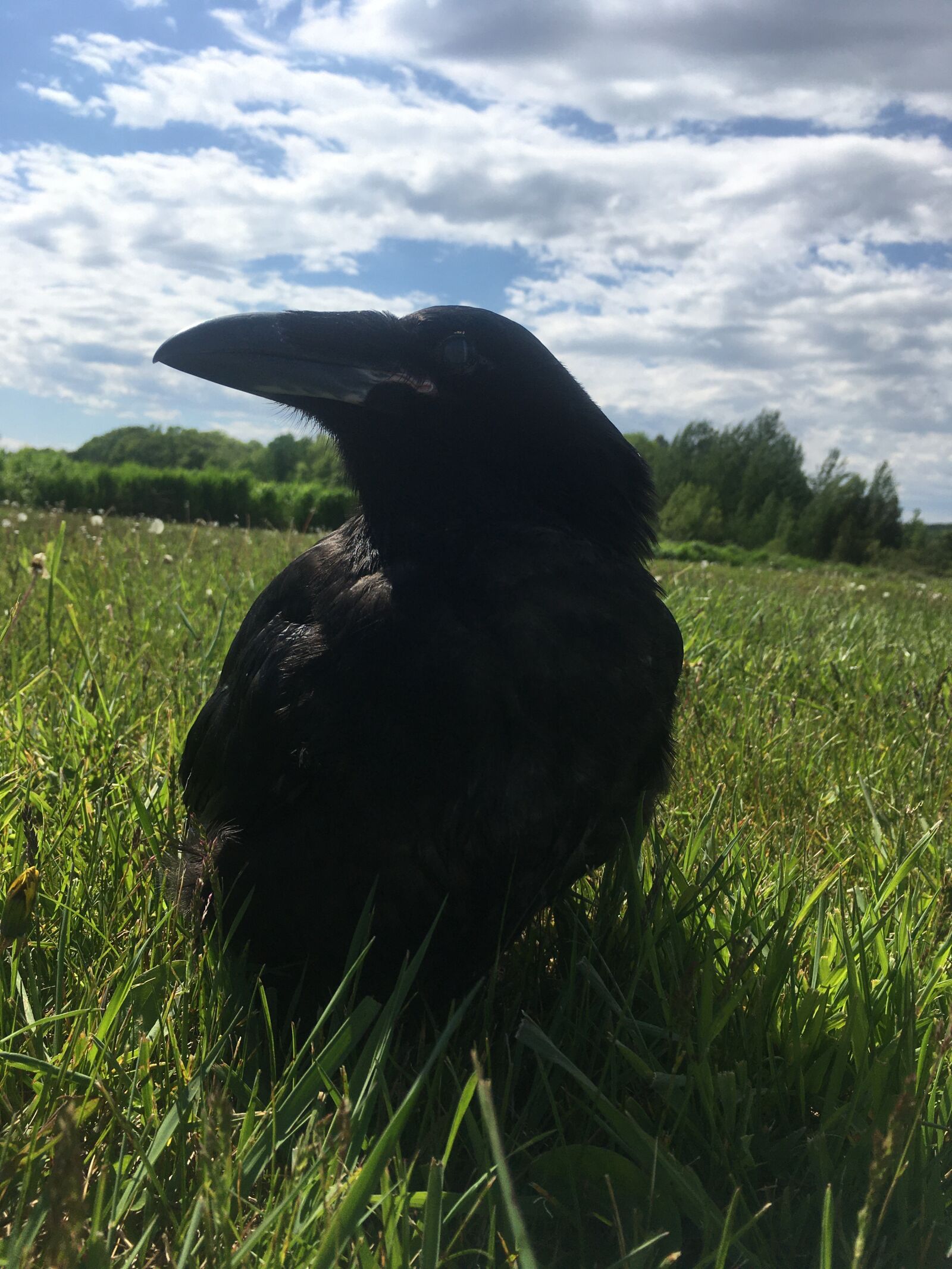 Apple iPhone SE sample photo. Raven, black bird, beak photography