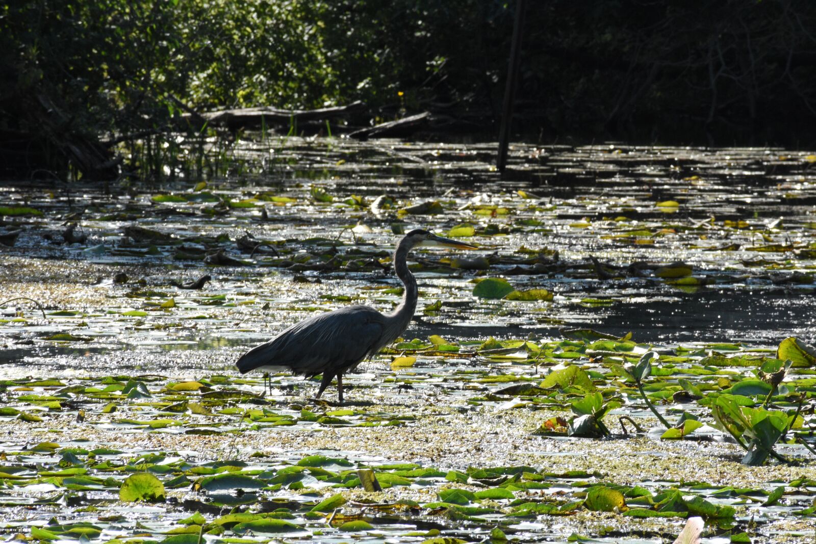 Nikon D3400 sample photo. Heron, blue heron, swamp photography