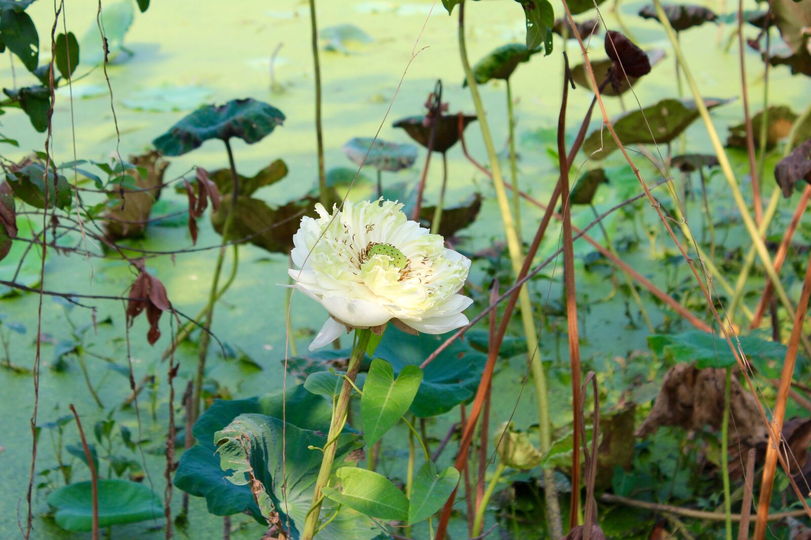 Canon EOS 600D (Rebel EOS T3i / EOS Kiss X5) sample photo. Lotus, leaves, blossom photography