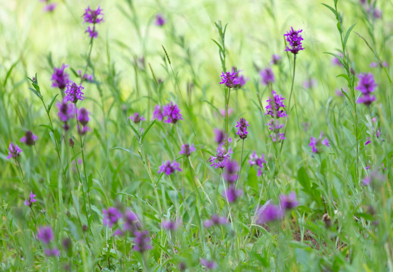Canon EOS 5D Mark III sample photo. Betony, common hedgenettle, purple photography