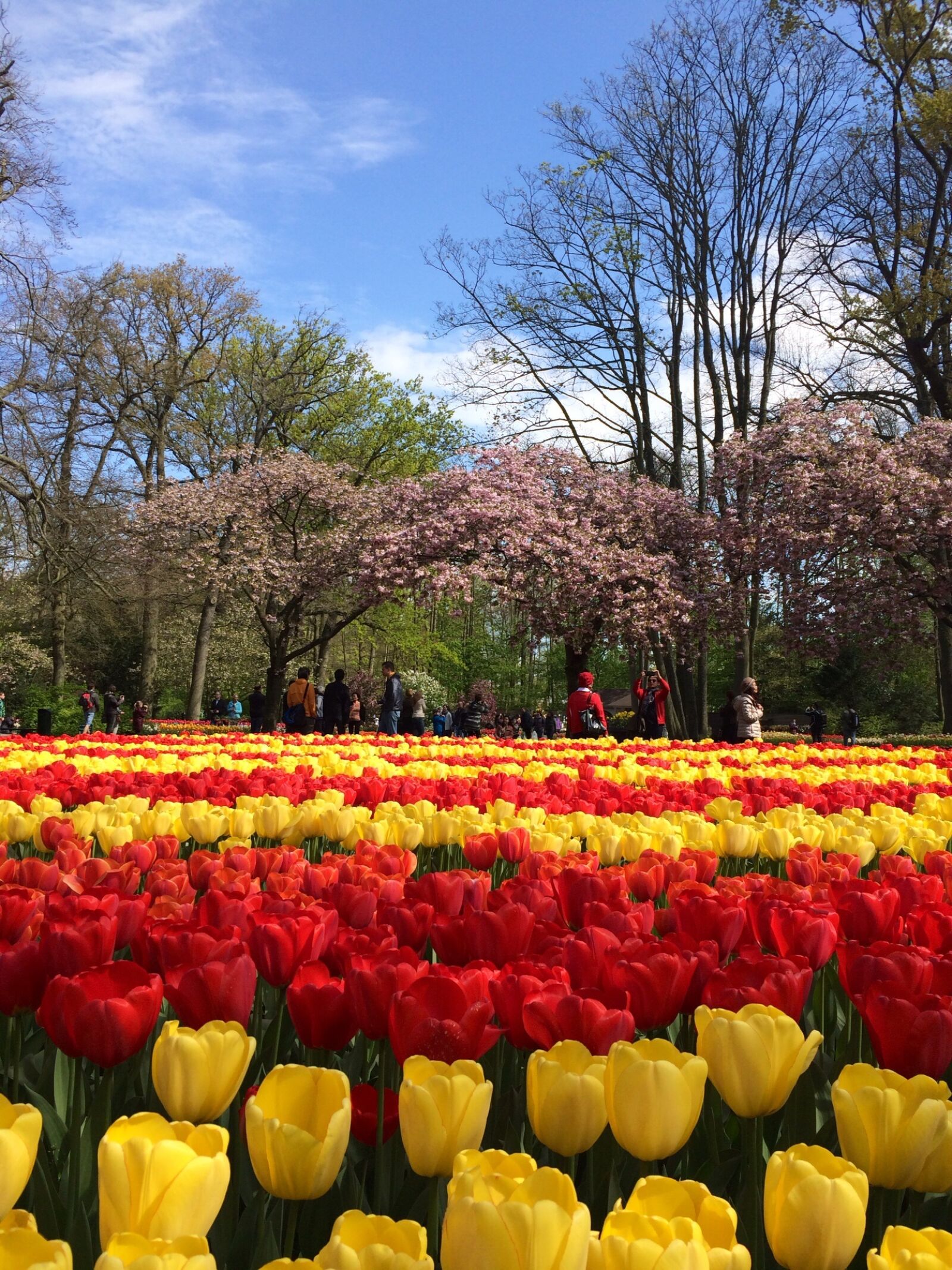 iPhone 5s back camera 4.12mm f/2.2 sample photo. Tulip, flower, garden photography
