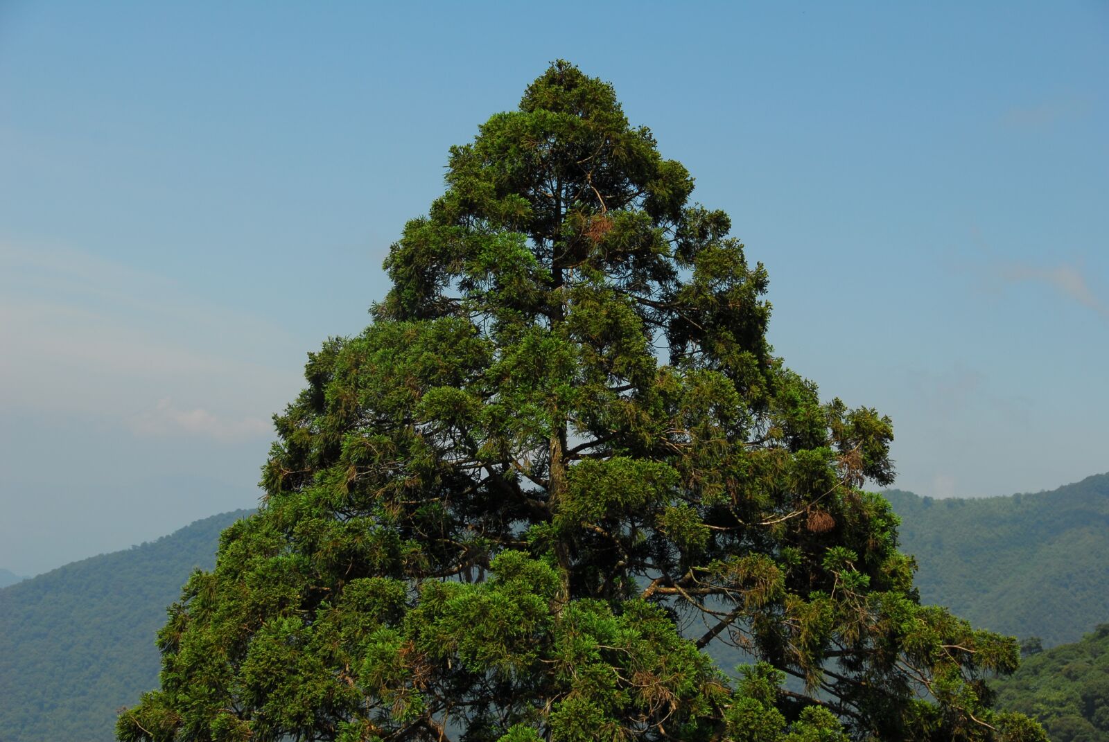 Nikon D200 sample photo. Tree, green, mountain photography