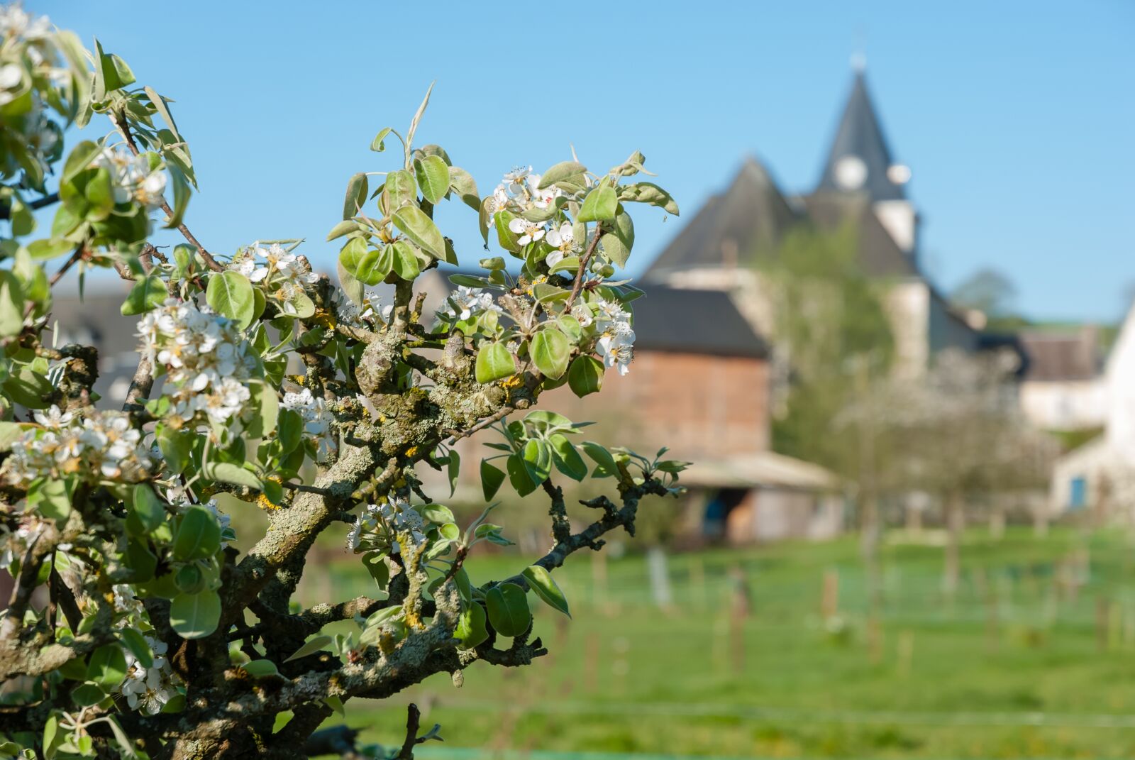 Nikon D80 sample photo. Tree, nature, summer photography