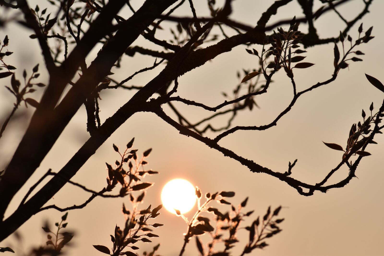 Nikon D5500 sample photo. Amelanchier, tree, flowers photography