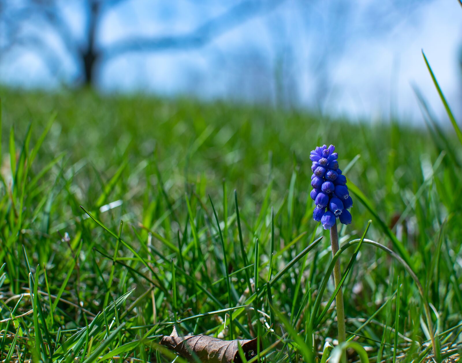 Nikon D3300 sample photo. Flower, close, nature photography