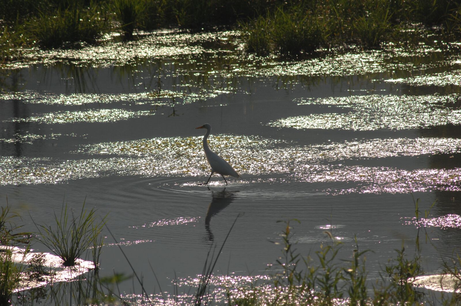 Nikon D2Xs sample photo. Egret, river, reflect photography