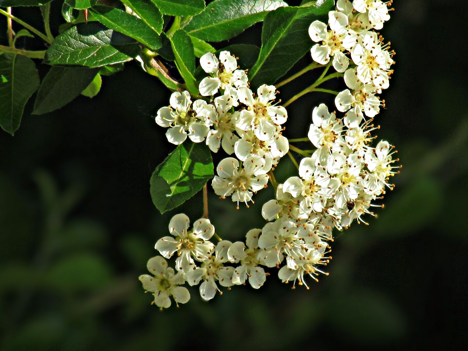 Canon PowerShot SX30 IS sample photo. Spring, flowers, nature photography