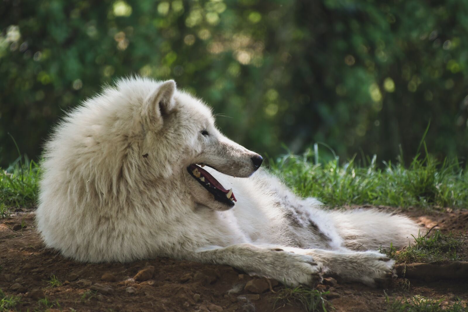 Nikon D500 sample photo. Wolf, arctic, white photography