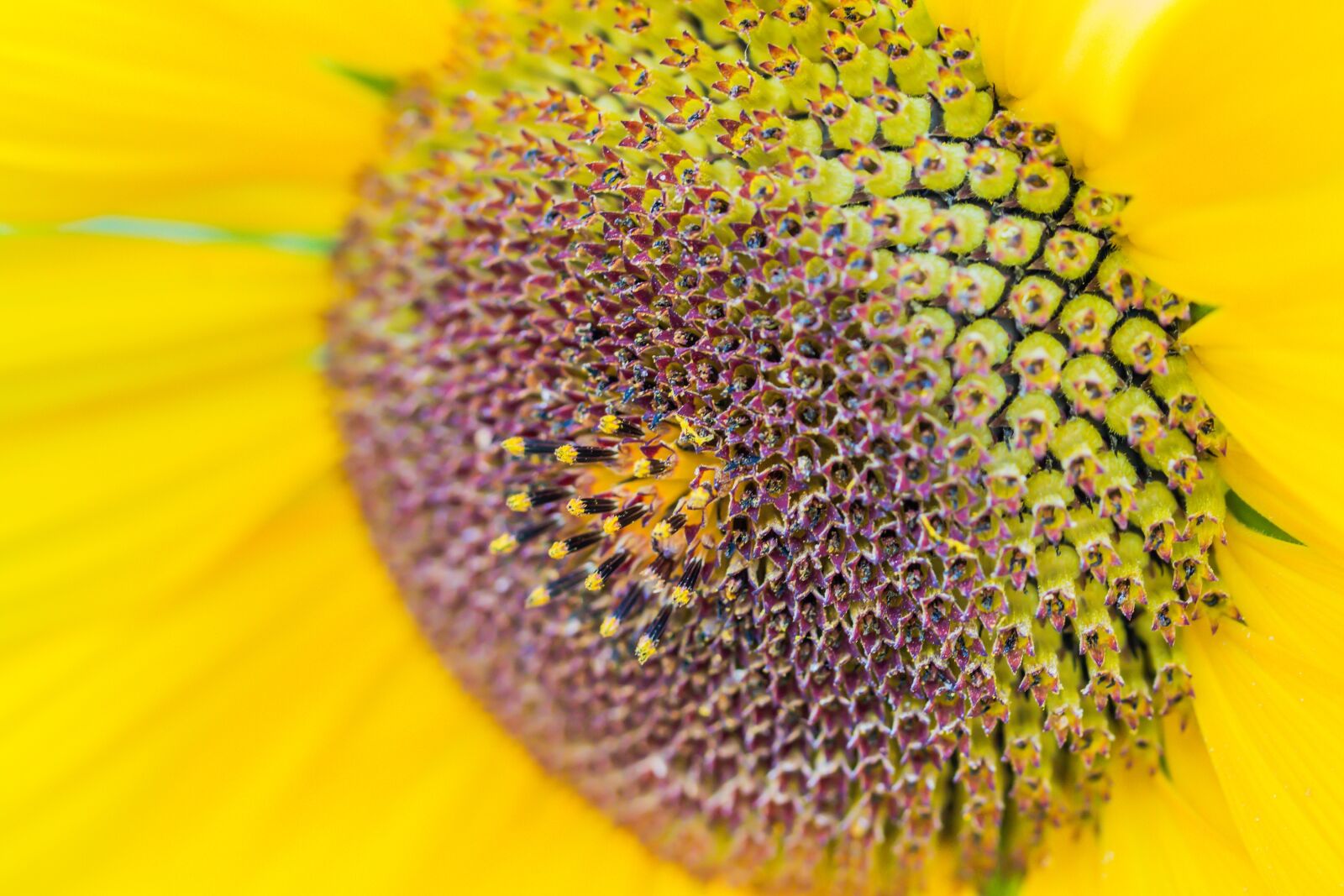Canon EOS 70D sample photo. Sunflower, helianthus annuus, blossom photography